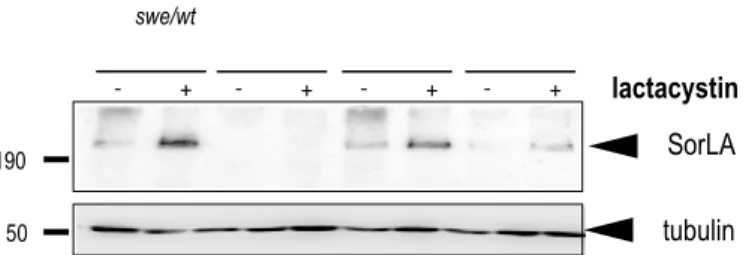 Figure 13 : expression de SorLA après traitement à la lactacystine dans les cellules HEK293  APP-SWE