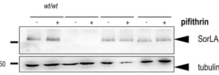 Figure 16 : expression de SorLA après traitement à la pifithrine- dans les cellules HEK-293  APP-WT