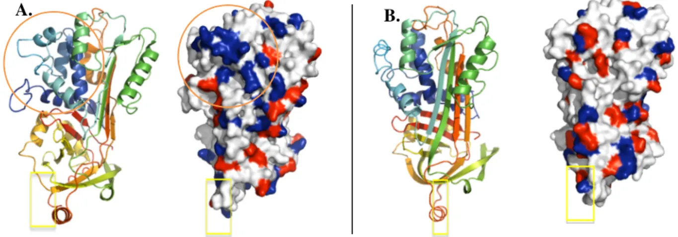 Figure  7:  Modélisation  3D  et  répartition  des  charges  sur  le  modèle  de  l’OVAX  (A.)  et  l’ovalbumine  (B.)