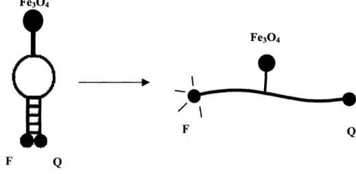 Figure  7:  Molecular  beacon  with  maghemite  particle  attached;  when  the  particle  is heated  the molecular  beacon  opens  as seen  on the  right