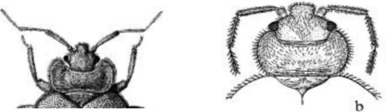 Figure 6: Comparaison de la tête de C lectularius à gauche et C hemipterus à droite  (Robinson, 2005) 