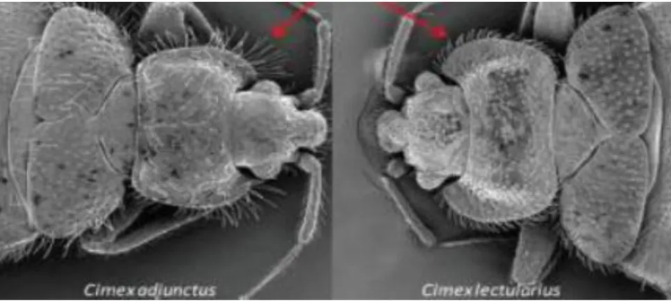 Figure 9: Comparaison de C adjunctus et C lectularius au microscope électronique à balayage  (Goddard, 2009) 