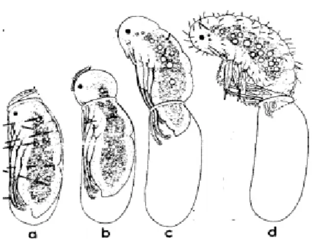 Figure 13: Schématisation de l'éclosion de C lectularius  (Usinger, 1966) 