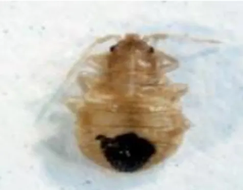 Figure 14: C lectularius, stade juvénile  (Delaunay et al, 2011) 