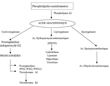 Figure 4: Synthèse des prostanoïdes et substances apparentées, dérivées de l’acide arachidonique (13) 