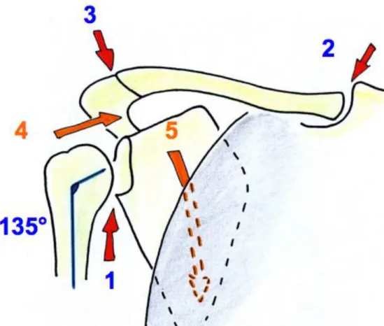 Figure  1 :  Vue  antérieure  de  l'épaule  d’après  Passagia   7  .  1.  Articulation  scapulo-humérale;  2
