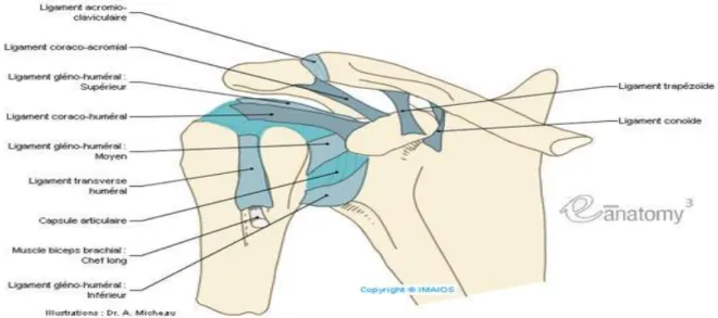 Figure 3 : Vue antérieure de l'épaule : éléments ligamentaires et musculaires d’après IMAIOS (anatomy  glenohumeral joint shouder ligaments) 