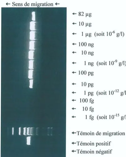 Figure 15 : Sensibilité de la PCR nichée avec C. albicans , obtenue en testant une gamme de dilution.