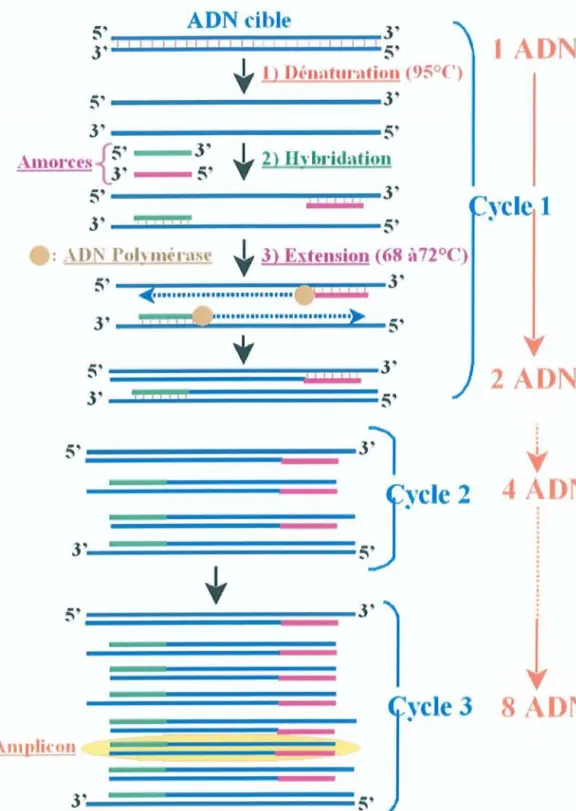 Figure 5: Principe d'amplification d'une séquence d'ADN par P CR