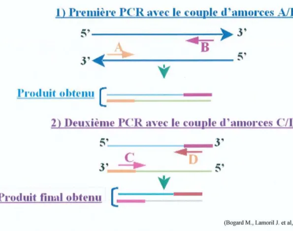 Figure 6: Pr incipe de la PCR N ichée (ou NestedPCR )