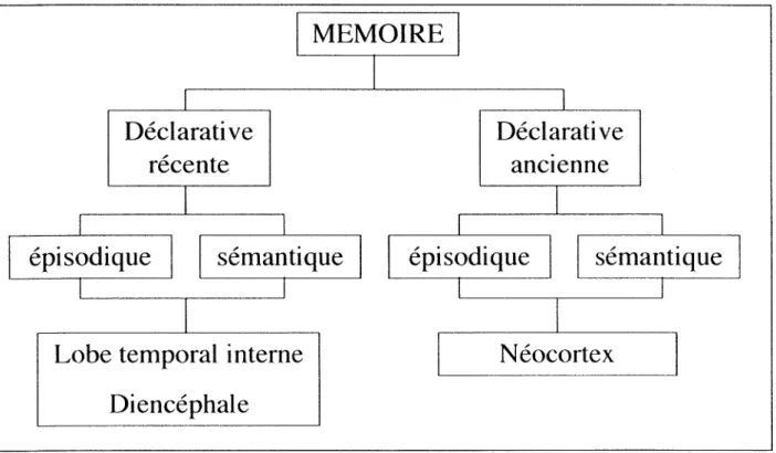 Figure  1 - 1   1  :  Modèle de la consolidation  de Squire et Alvarez (1995) 