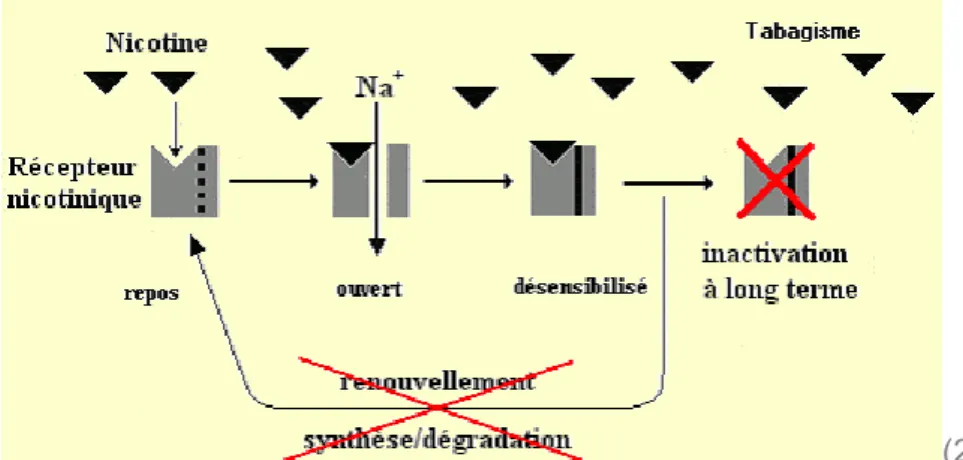 Figure 4 : Réaction du monoxyde de carbone avec l’hémoglobine.Figure 3 :  Schéma de la stimulation d’un récepteur nicotinique par la nicotine