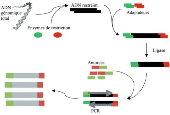 Figure 4 : Schéma de la technique du polymorphisme de longueur des fragments amplifiés (3) 