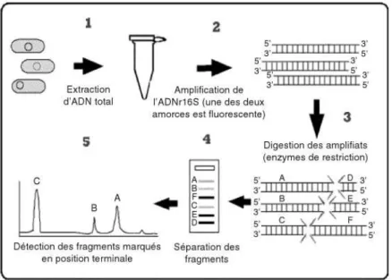 Figure 6 : Principe du polymorphisme de longueur des fragments de restriction terminaux (1) 