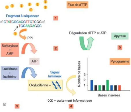 Figure 9 : Principe de la méthode de pyroséquençage, exemple du dTTP (6) 