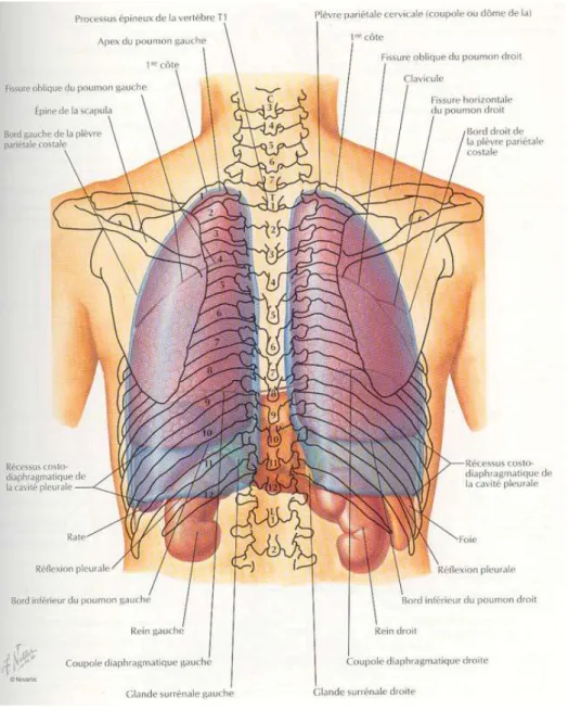 Figure 2 : Situation anatomique des reins [9] 