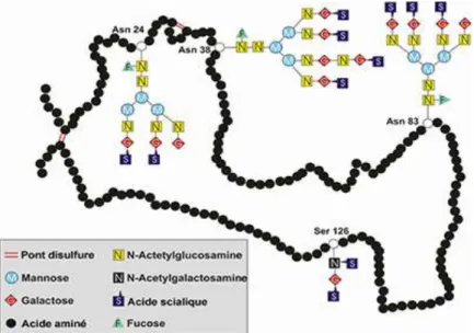 Figure 6 : Structure primaire de l'EPO  [15]