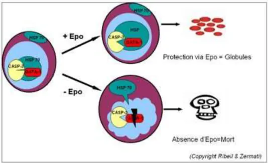 Figure 7: Le destin des progéniteurs médullaires des globules rouges sous la dépendance de  l'EPO  [19]