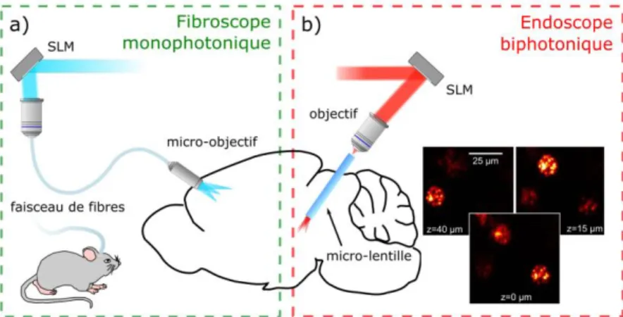 Figure  3:  Deux  exemples  de  microendoscopes  holographiques  pour  la  photostimulation  de  neurones,  illustrés  en  (16,17)