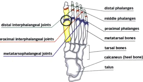 Figure  3:  Visual  representation  of the  anatomical  location  of the  MTP  joint  in  a  human foot  relative  to  other  critical  structures  [5].