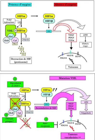 Figure 8 : Rôle du gène VHL dans la réponse tissulaire à  l’hypoxie en présence d’oxygène, en  absence d’oxygène et en cas de mutation du gène VHL (Richard S, 2007)