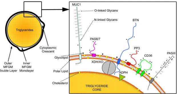 Figure 2 : Structure des globules gras avec la disposition détaillée des principales protéines de la  membrane des globules gras