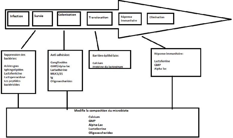 Figure 4 : Résumé des différents effets que peuvent exercer les constituants de la membrane des globules  gras contre les pathogènes infectant le tractus gastro-intestinal pendant la période de contamination