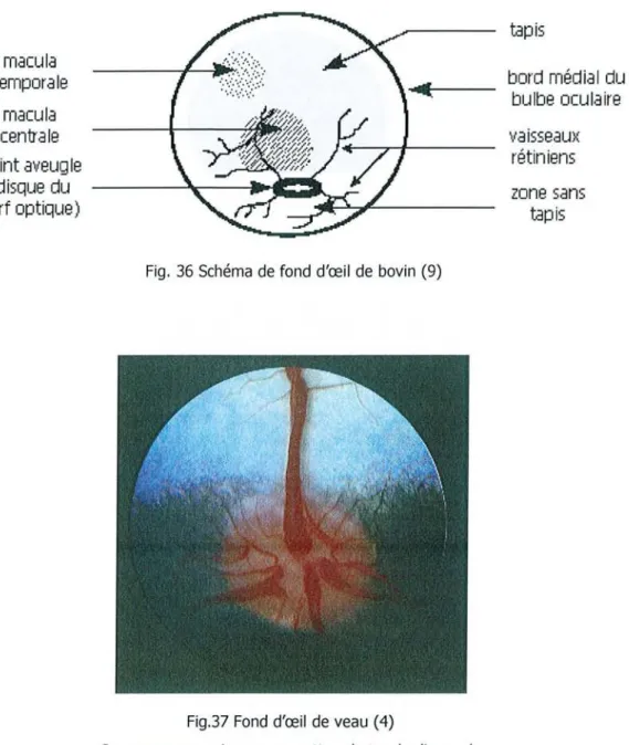 Fig. 36 Schéma de fond d'œil de bovin (9)