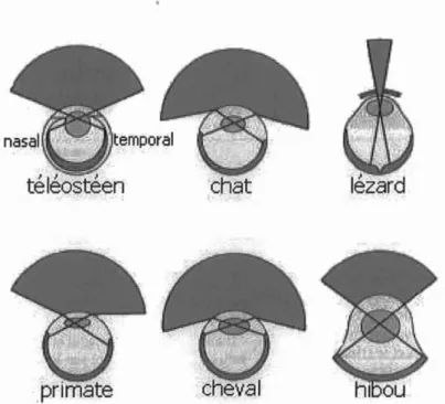 Tableau 1 Champs de vision de différentes espèces (9) , Espèces dont les yeu x ont des positionslatérales