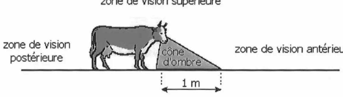 Fig .54 Schéma du cône d'ombre des bovins (vue latérale)(9)