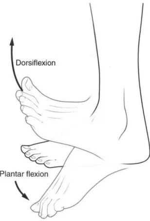 Figure  1-3:  Ankle  Plantar  and  Dorsiflexion[16]