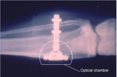Figure 12 : Chambre optique dans le tibia de lapin 