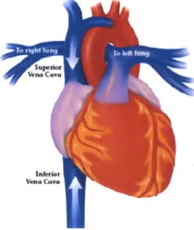 Figure 7 shows the  location  of the  inferior that the blood velocity  is  13  cm/s  (mean velocity),  vena cava and  superior vena cava.