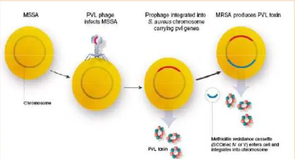 Figure 6 : mécanisme présumé d’apparition des souches de SAMR Co (30)  1 ère  étape : acquisition du gène codant la LPV par un SAMS 