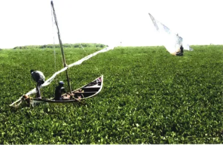 Figure  4-1:  Fishermen  stuck  in  a  water  hyacinth  mat.  Dense  water  hyacinth  mats float  and  blow  with the  wind,  causing  unpredictable  movements  and stranding  boats that  get  stuck  in  them