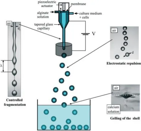 Figure I. 7 : Représentation schématique du procédé de formation de capsules sub-millimétriques d’hydrogel à cœur  liquide