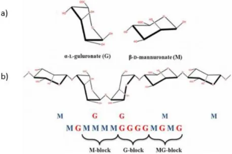 Figure II. 5 : Structure chimique de l’alginate. (a) Conformations des monomères (unités élémentaires) qui composent  le polymère