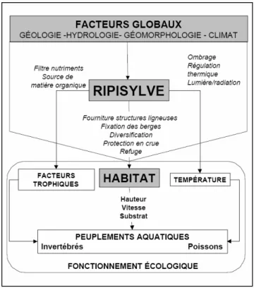 Figure 3 : Influence de la ripisylve sur le fonctionnement écologique des écosystèmes d’eau courante
