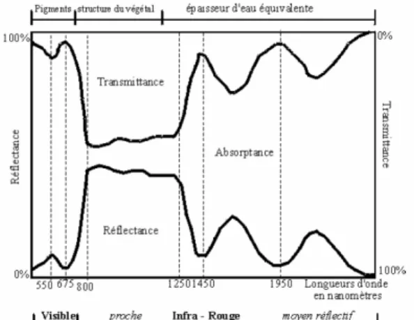 Figure 7 : Absorbance, réflectance, transmittance pour un végétal chlorophyllien d’après Guyot, 1997 