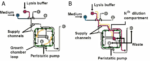 Figure 9:  Schematic diagrams of a microfluidic chemostat.  (A) Chemostat is operating in mixing mode