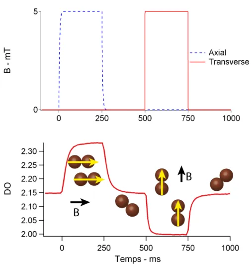 Figure 2.7  Haut : application des champs axial puis transverse. Bas : variations de densité optique associées sur un échantillon de billes à 0.04% w/v.