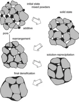 Fig. 1.6 Schéma de l’évolution de la microstructure granulaire lors d’un procédé de frittage en phase liquide extrait de [52].