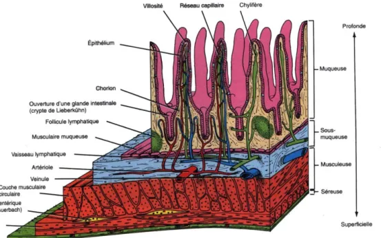 Figure 4 : Coupe représentant les quatre couches de l'intestin grêle : muqueuse, sous- sous-muqueuse, musculeuse et séreuse (http6) 