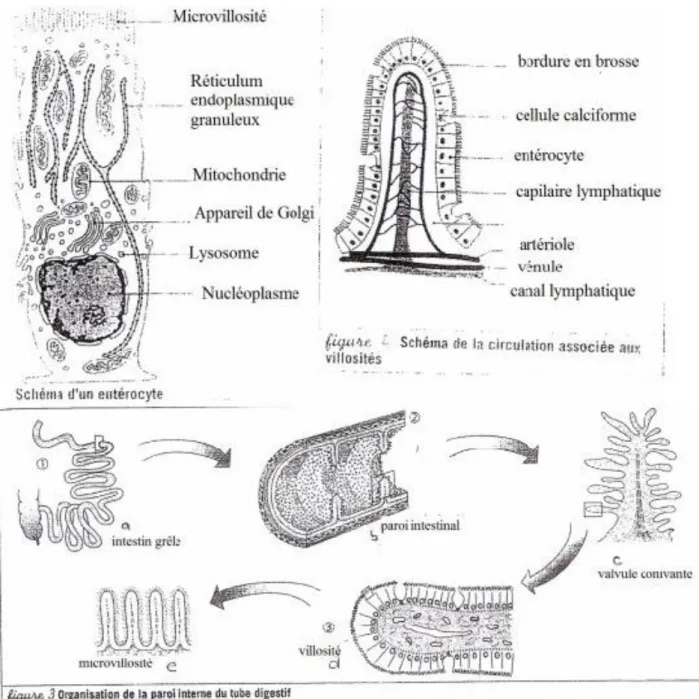 Figure 5 : Représentation de l'organisation de l'entérocyte, des villosités  et de la paroi  interne du tube digestif (valvule connivente, villosité et microvillosité) (http7) 