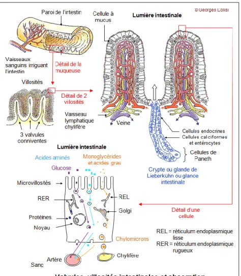 Figure  6  :  Représentation  des  valvules  conniventes  et  des  villosités  intestinales  de  l’intestin grêle (http8) 