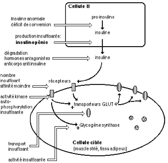 Fig. 4 : Mécanisme de l’insulinorésistance 