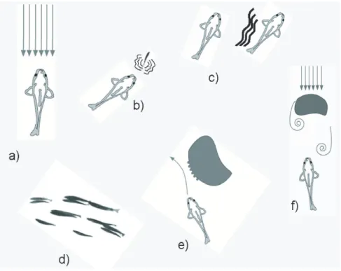 Figure 1-2: Fish behaviors mediated by the lateral line. (a) rheotaxis, (b) prey detection and tracking, (c) communication, (d) schooling, (e) recognizing objects, (f) swimming efficiently.