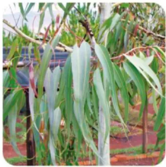 Figure 14 : Feuilles d'Eucalyptus citronné 
