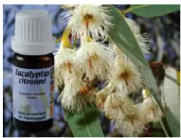 Figure 15 : fleurs d'Eucalyptus citronné  2.3.1.2.  Composition 