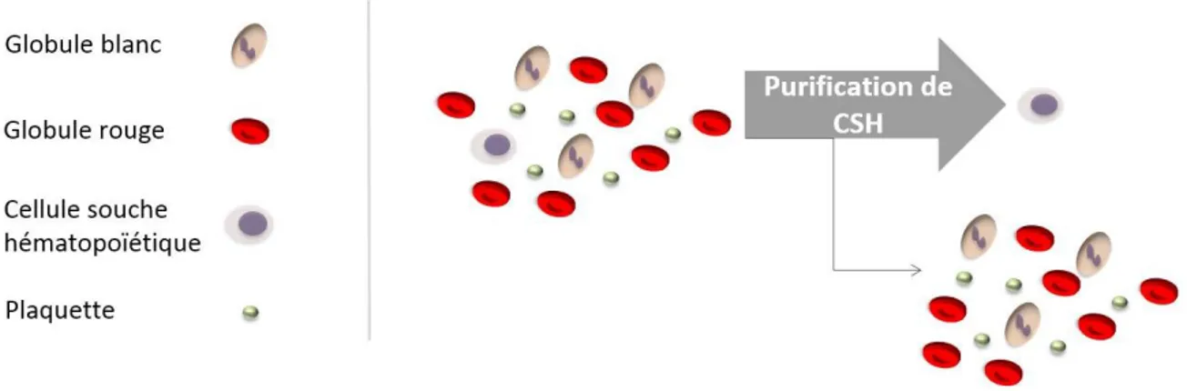 Figure 1-2 : Principe du tri cellulaire dans le cas de la purification des cellules souches hématopoïétiques (CSH)
